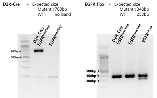 중합효소 연쇄반응(PCR) 기법을 이용하여 DNA 상에서 cre, loxp의 유전형질 분석을 실시함.