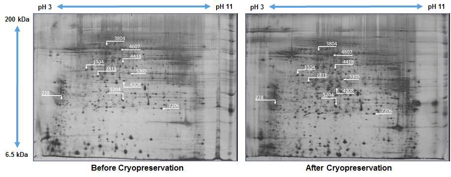 동결보존 전 후 2-DE gel 비교