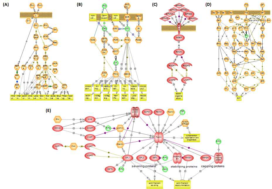 차등 발현된 단백질과 연관된 signaling pathway.