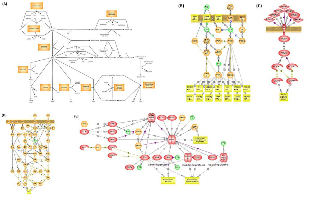 차등 발현된 단백질과 연관된 signaling pathway.