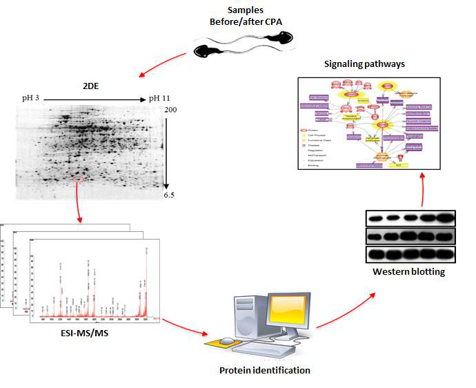 정자의 프로테옴 분석과 Western Blotting 및 Signal pathway 분석 과정