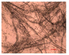 Images of TMP fibers