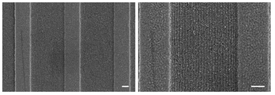 구배가 있는 PS(46)-b-PMMA(21) 수평 원통형 나노구조의 FE-SEM 이미지. 스케일 바는 200 nm.