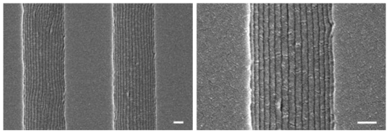 크기 구배가 형성된 PS(25)-b-P4VP(7) 원통형 나노구조의 FE-SEM 이미지.스케일 바는 100 nm.