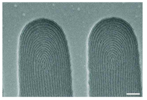 곡선형 마이크로 패턴에 형성된 PS(25)-b-P4VP(7) 나노구조의 FE-SEM 이미지. 스케일 바는 200 nm.