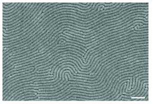 PS(32)-b-P4VP(13) 나노구조의 FE-SEM 이미지. 스케일 바는 200 nm.