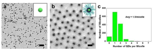 TEM 이미지: (a) CdSe/ZnS 녹색 발광 양자점; (b) 녹색 발광 양자점이 도입된 마이셀;(c) 마이셀 당 양자점 개수. (스케일 바=100 nm)