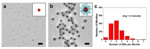 TEM 이미지: (a) CdSe/ZnS 적색 발광 양자점; (b) 적색 발광 양자점이 도입된 마이셀;(c) 마이셀 당 양자점 개수. (스케일 바=100 nm)
