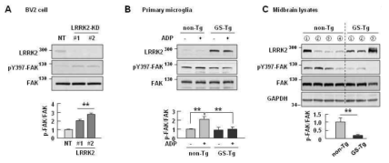 LRRK2 negatively regulates FAK activation.