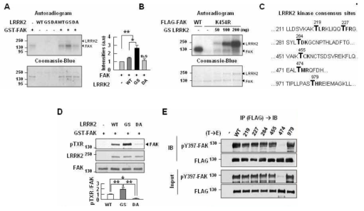 LRRK2 suppresses FAK Y397 phosphorylation through phosphorylation of TXR motif(s) in FAK.