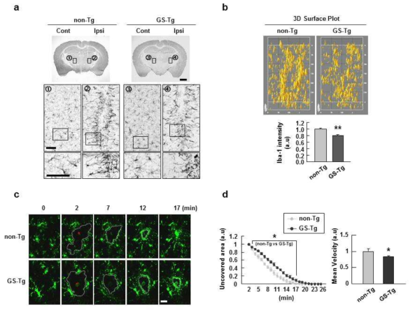 GS-Tg microglia slowly and inefficiently respond to brain injury.