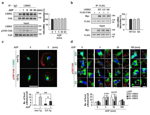 Effect of ADP and LRRK2 mutation on the LRRK2-FAK interaction and focal adhesion formation.