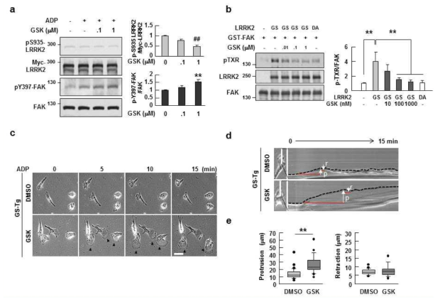 The LRRK2 kinase inhibitor, GSK2578215A, reduces pTXR-FAK levels and rescues pY397-FAK levels and motility of GS-Tg microglia.