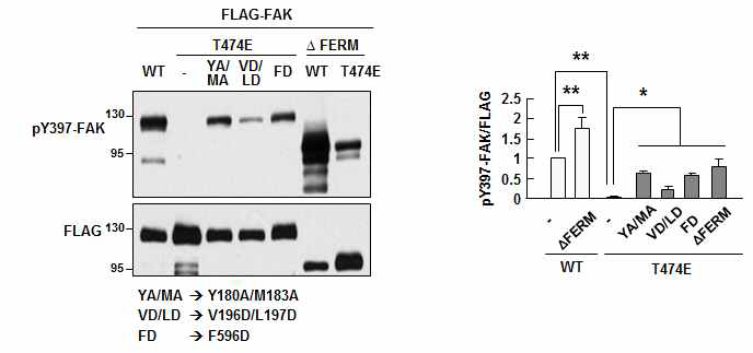 T474 phosphorylation promotes FERM-mediated autoinhibition of FAK.