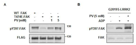 The phosphatase inhibitor, pervanadate, rescues the level of pY397 in cells overexpressing T474E-FAK or G2019S-LRRK2.