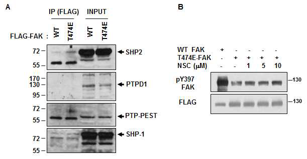 T474 phosphorylation recruits the FAK phosphatase, SHP2.