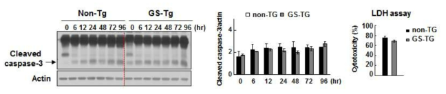 Comparison of cell death in cortical slice cultures of WT and GS mutants.