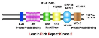 LRRK2의 구조와 파킨슨병 가계에서 발견되는 mutation