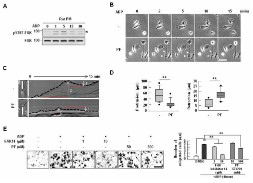 FAK inhibitors attenuate ADP-induced microglial movement.