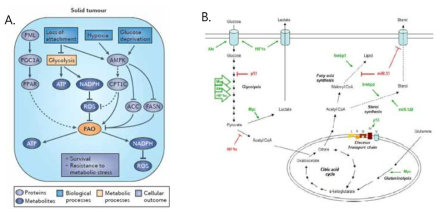 암 세포의 특이적 대사 (A) 와 이러한 대사에 관여하는 다양한 유전자들 (B)