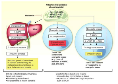 메포민의 LKB1-AMPK 신호전달계를 기반으로 하는 항암효과 기전
