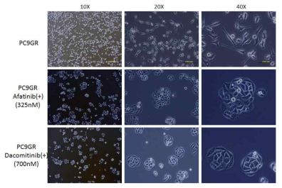 EGFR_delE746_A750 돌연변이를 가지고 있는 PC9 세포주에 지속적인 제프티닙 처리에 의한 내성 기전으로 EGFR_T790M 돌연변이가 획득된 PC9GR 세포주에 제2세대 EGFR 표적 항암제 아파티닙과 다코미티닙을 낮은 농도부터 처리하여 IC50의 1/8 농도를 처리 (약 6주)한 시점에서 세포주의 외형 변화 관찰. 모세포와 비교하여 세포들이 밀집하여 군집성을 갖으며 세포 표면이 둥글해짐.