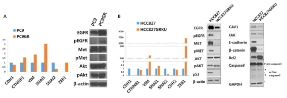 모세포주 (PC9, HCC827)와 제프티닙 내성세포주 (PC9GR, HCC827GRKU)에서의 선별된 일부 인자들의 mRNA와 단백질 수준에서의 변화