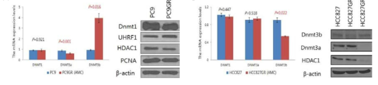 모 세포와 EGFR 표적항암제 내성 세포주에서 DNMTs의 mRNA 및 단백질 발현양 비교