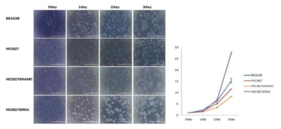 세포 증식 분석 (Cell proliferation analysis)