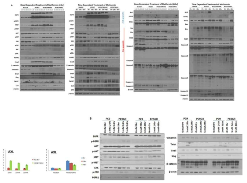 모세포와 제프티닙 내성 세포주에서 메포민에 의한 다양한 단백질의 변화 A. HCC827,HCC827GRAMC, HCC827GRKU B. PC9, PC9GR.