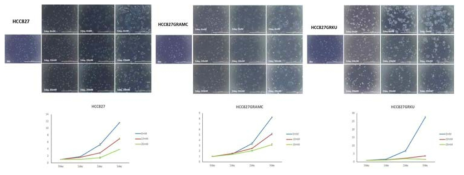 세포 증식 분석 (Proliferation assay). 메포민의 모세포주 (HCC827) 및 제프티닙 내성 세포주 (HCC827GRAMC, HCC827GRKU)들의 세포 증식억제 효과