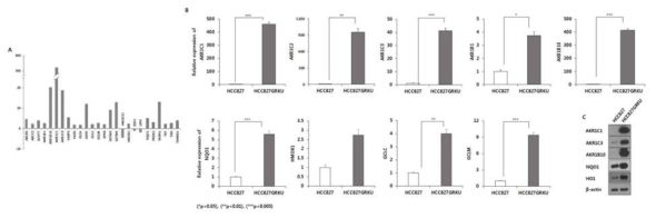 모세포 HCC827과 제프티닙 내성 세포주 HCC827GRKU에서 ARE 포함한 Nrf2 전사활성 표적 인자들의 발현 변화