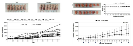 in vivo mouse xenograft 모델을 이용하여 brusatol이 HCC827GRKU 세포의 성장을 유의하게 저해함을 확인함.