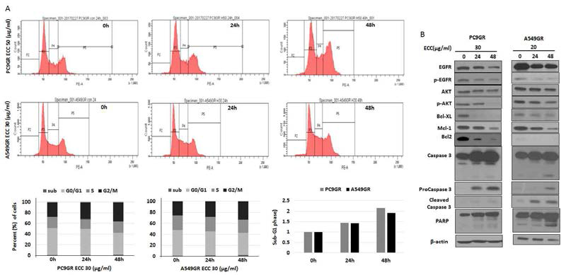 ECC의 세포 사멸 유도 A. ECC 처리하여 FACS로 세포주기를 분석한 결과, sub-G1이 증가함을 확인하였음. B. 웨스턴 블럿 분석 결과 ECC 처리는 Bcl-2, Mcl-1의 발현 감소를 유도하며, PARP와 caspase 3를 분해하여 세포사멸을 유도함을 확인 함.