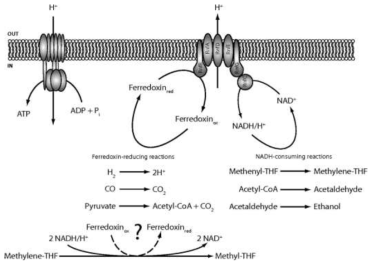 RNF Complex를 통한 NADH 합성