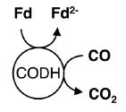 일산화탄소 탈수소효소의 반응
