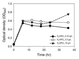 Clostridium autoethanogenum-KH2PO4 농도별 성장곡선