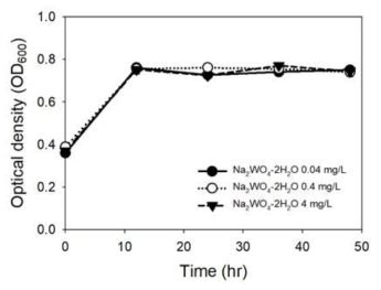 Clostridium autoethanogenum – Na2WO4∙2H2O 농도별 성장 곡선