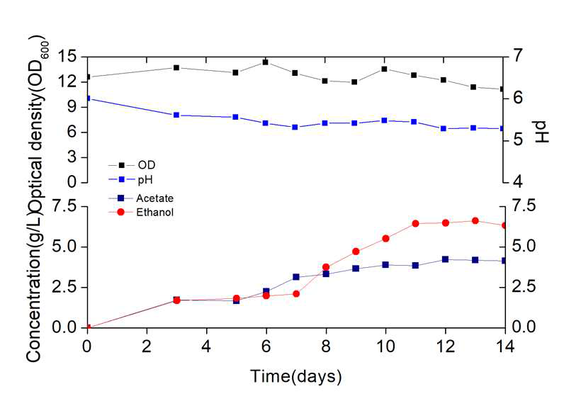 clostridium autoethanogenum의 고농도 반응기 배양