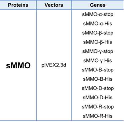 M . trichosporium OB3b 유래의 sMMO 유전자들.