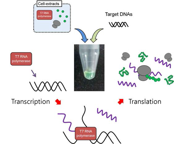 무세포 단백질 합성 시스템에서의 유전자 발현의 모식도.