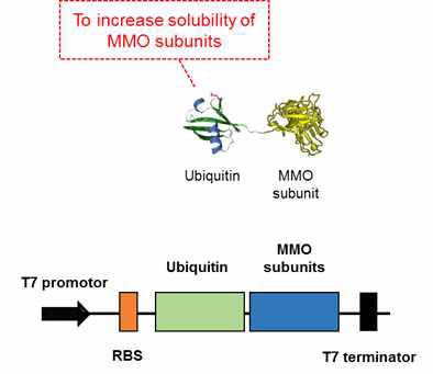 sMMO subunit들의 가용성 향상을 위해서 soluble fusion partner로 ubiquitin을 사용 모식도 및 무세포 단백질 합성에 사용되는 유전자 설계도.