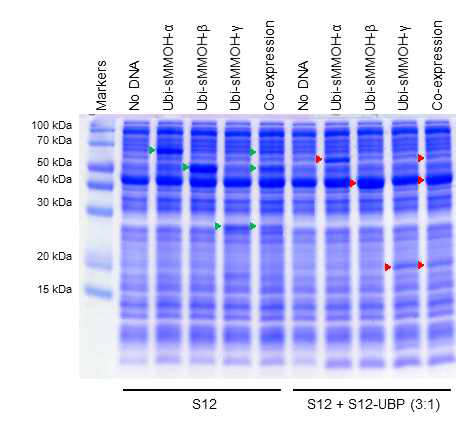두 가지 세포파쇄액을 함께 이용한 sMMO subunits의 무세포 co-expression 확인.