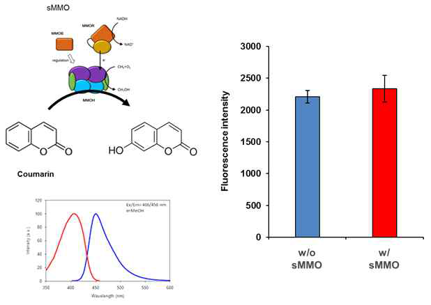 Coumarin hydroxylation을 이용한 무세포 발현 sMMOH 활성분석.