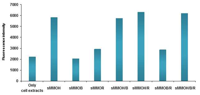 sMMOB 및 sMMOR이 sMMOH에 의한 coumarin hydroxylation에 미치는 영향.