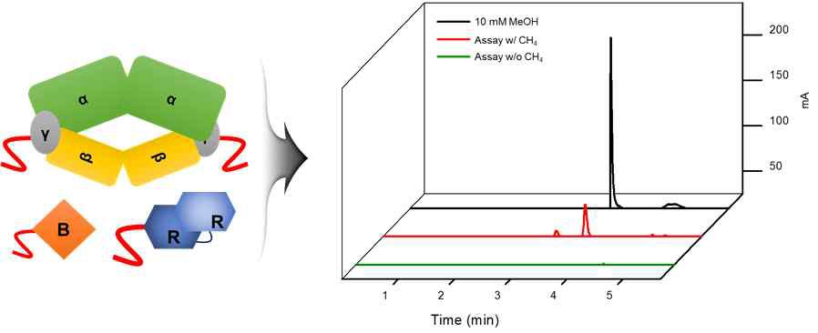 정제한 sMMO을 이용하여 생산된 methanol의 gas chromatograph 분석