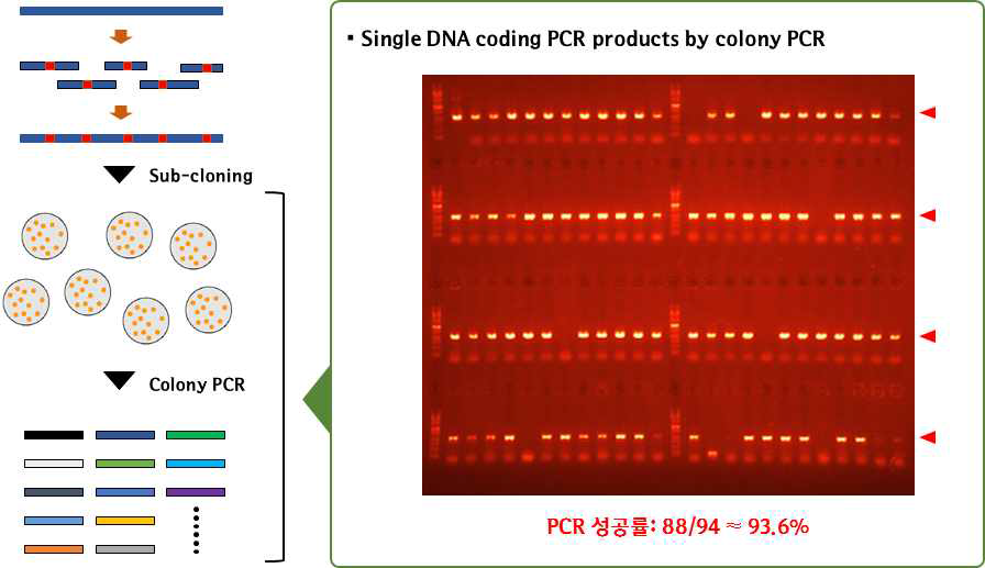 colony PCR을 통한 sMMO 돌열변이 라이브러리 유전자 준비.