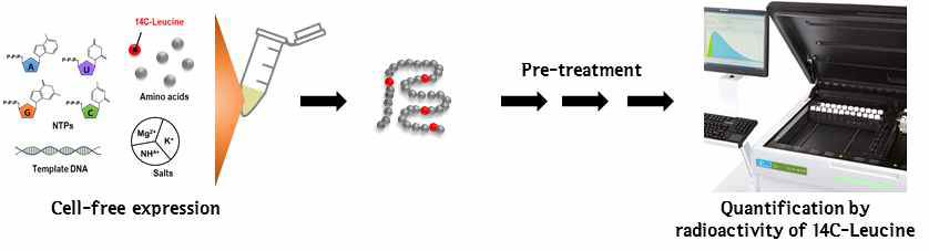 방사선 표지된 아미노산을 이용한 발현량 측정법.