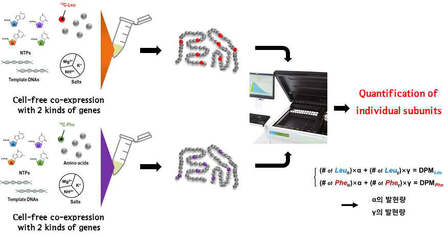 방사선 표지된 두 개의 아미노산을 이용한 발현량 측정법.