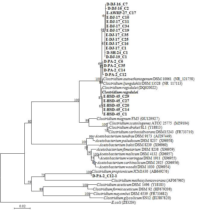 Phylogenetic analysis of the 16S rRNA genes from pure isolates.